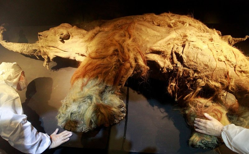 Científicos reviven células de mamut de hace más de 28 mil años